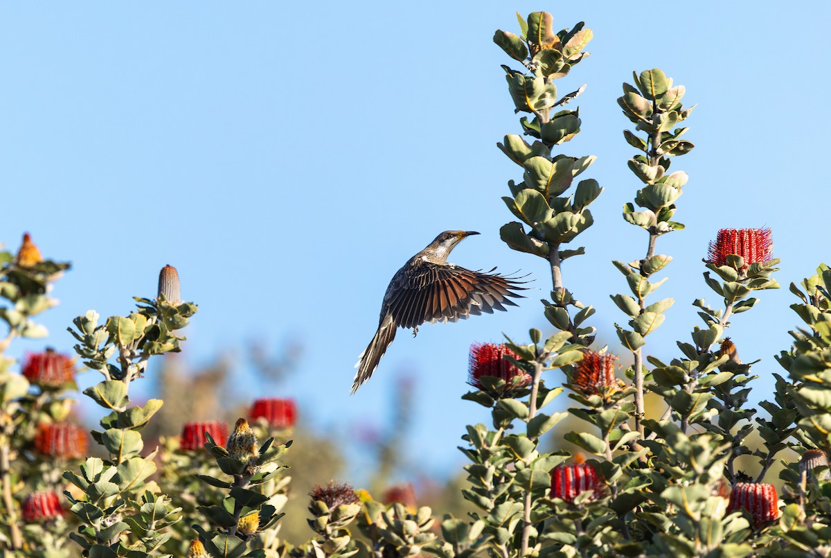 Western Wattlebird - ML644396611