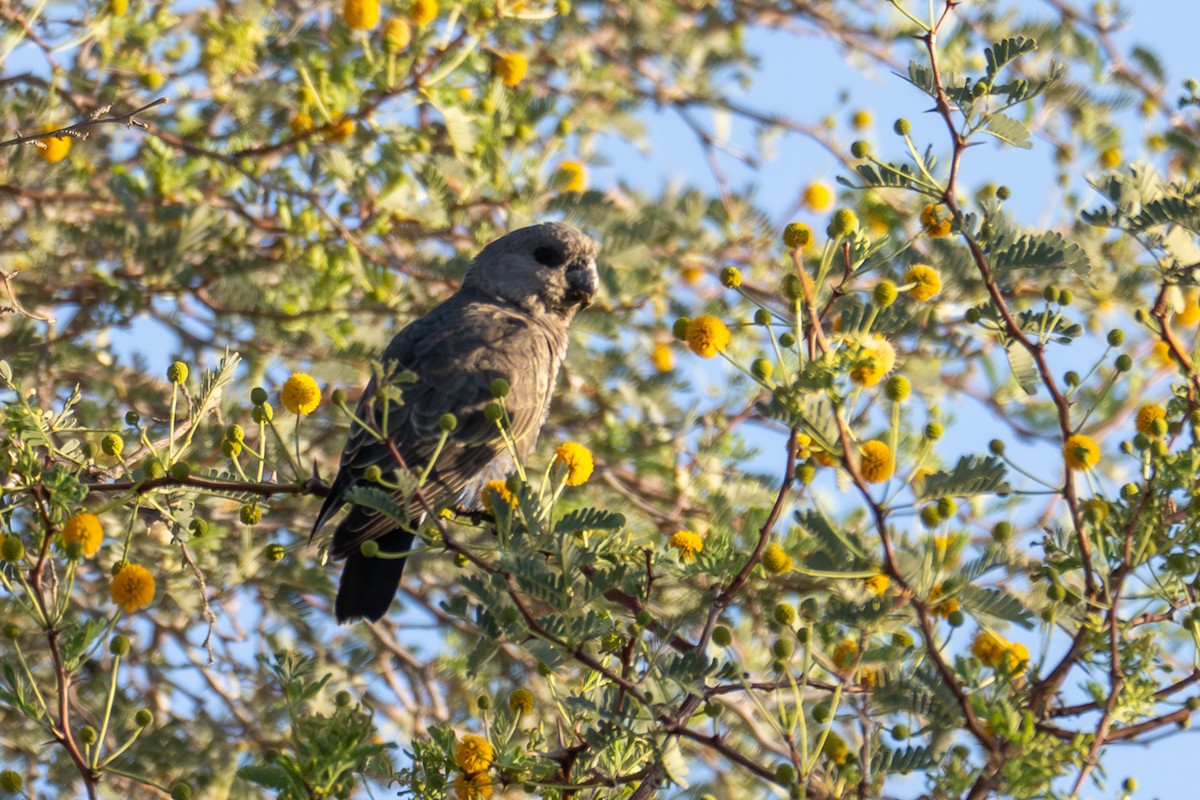 Желтоногий попугай - ML644396615
