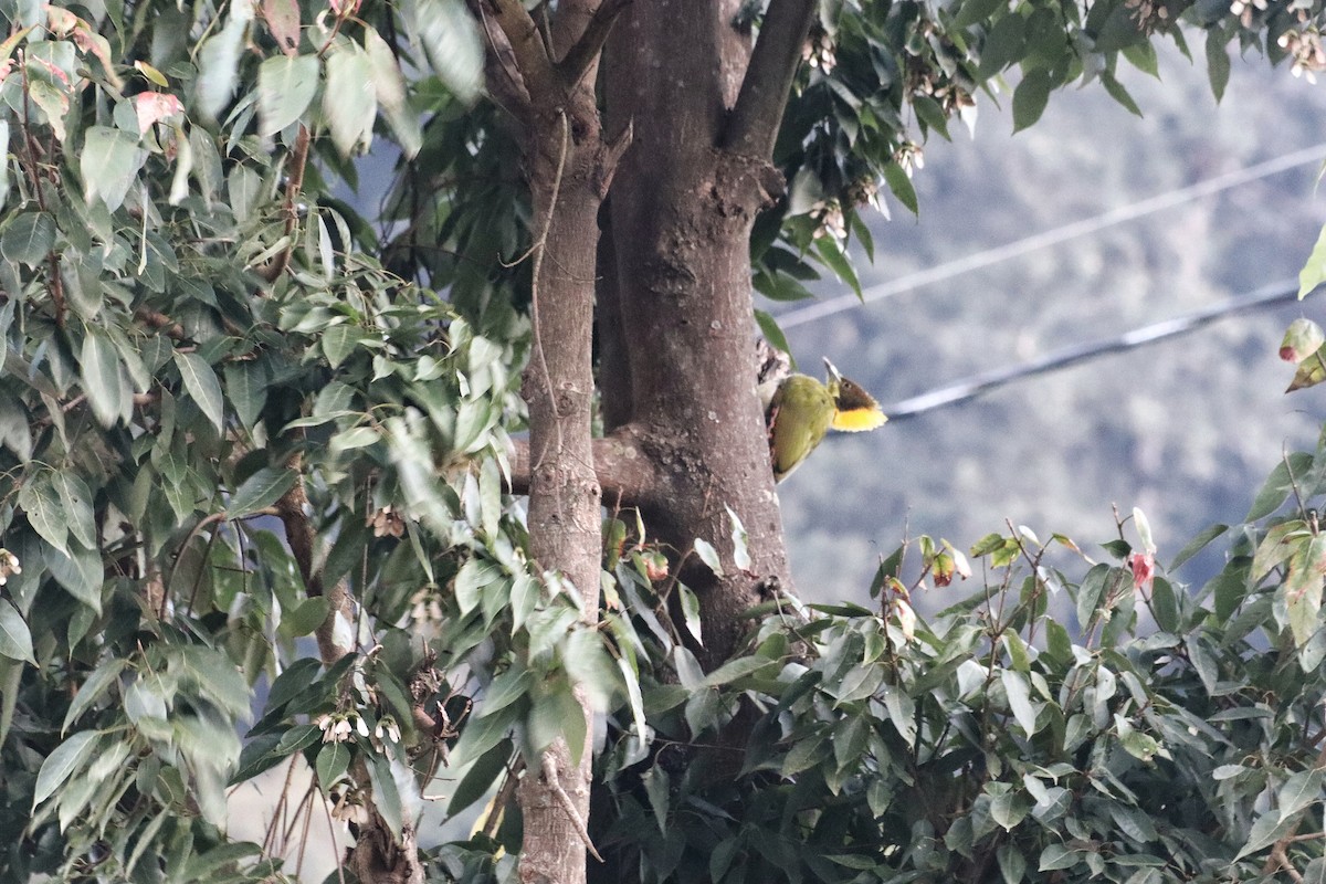 Greater Yellownape - ML644396620