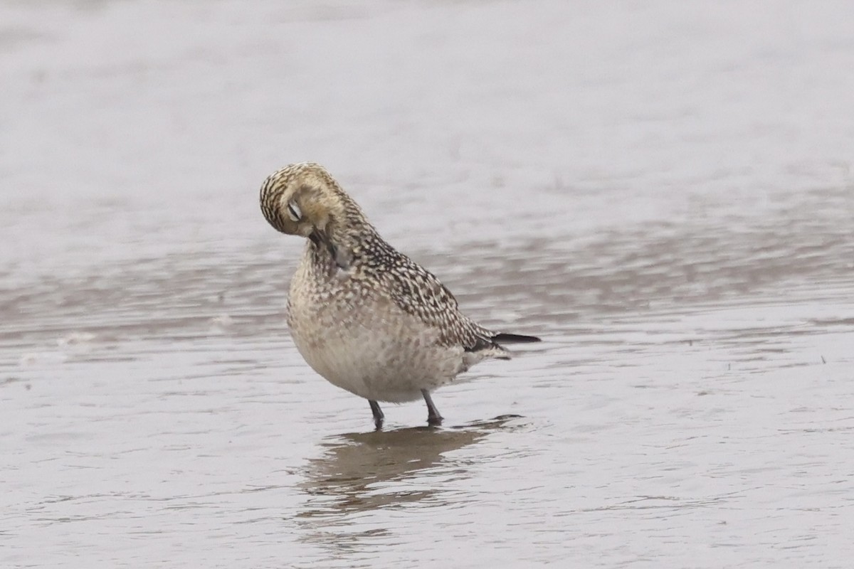 Küçük Altın Yağmurcun - ML644396623