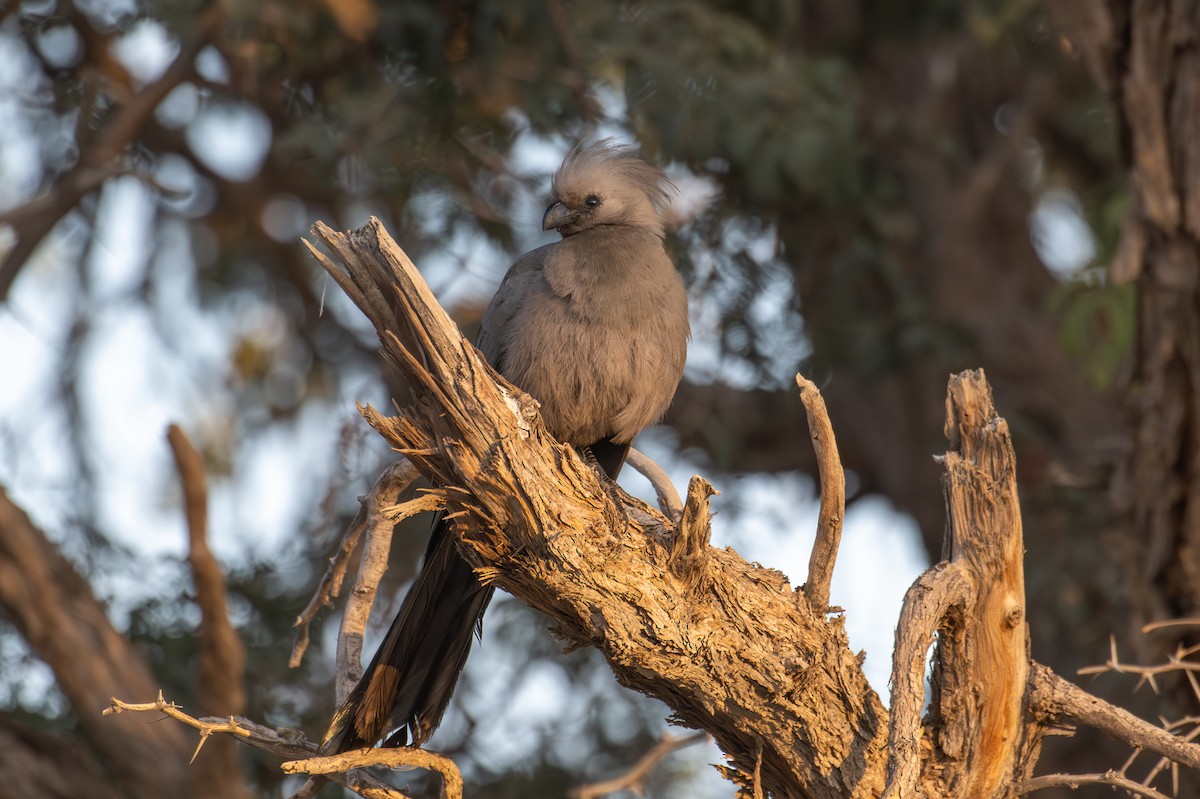 Gray Go-away-bird - ML644396624