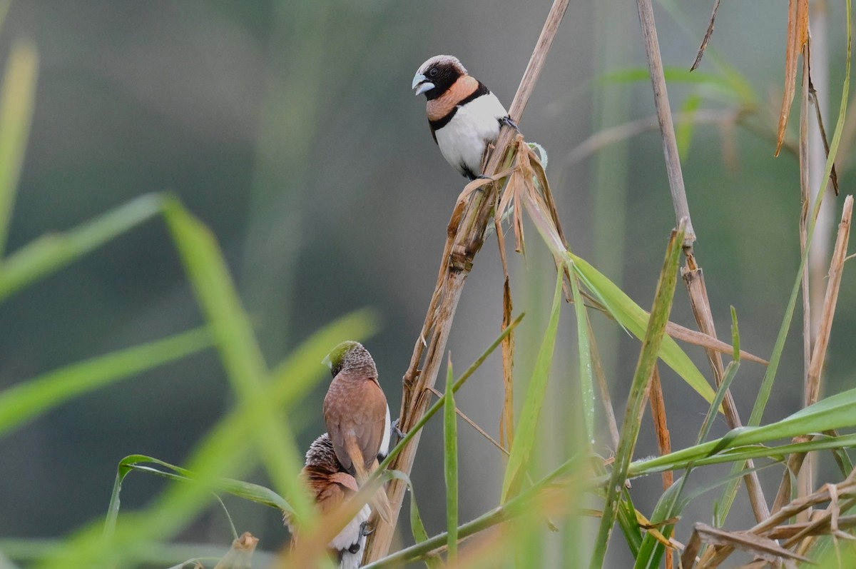 Chestnut-breasted Munia - ML644396625