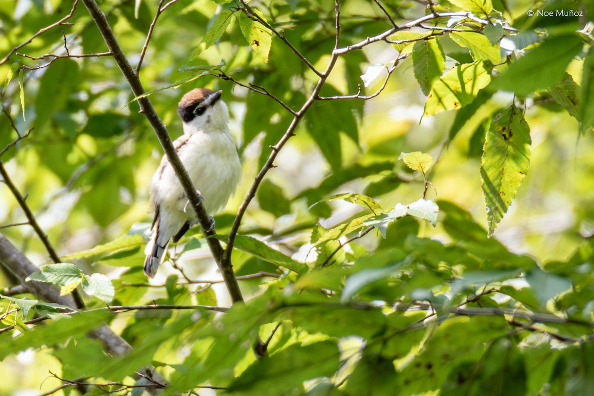 Gray-collared Becard - ML644396631