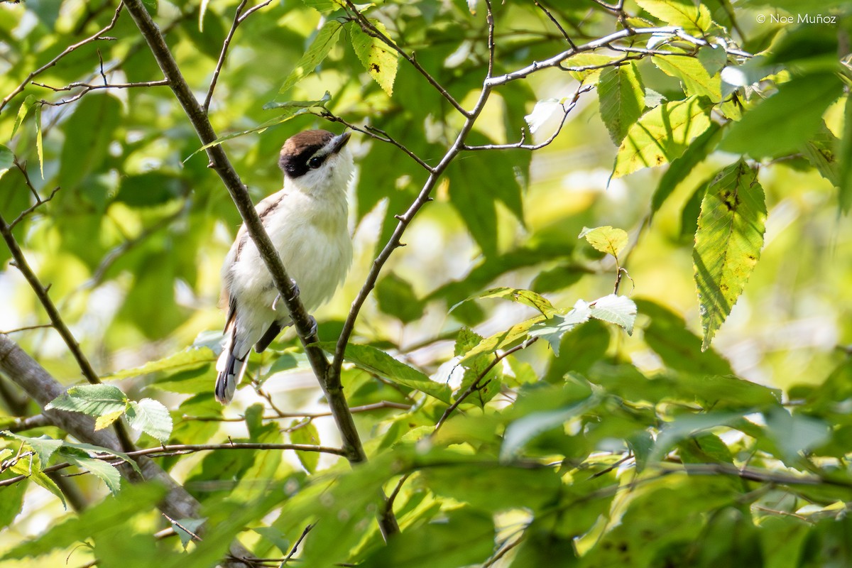 Gray-collared Becard - ML644396632