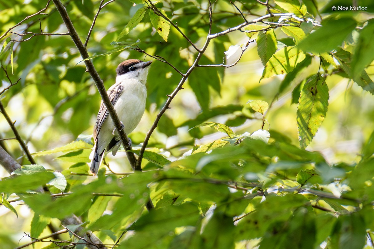 Gray-collared Becard - ML644396633
