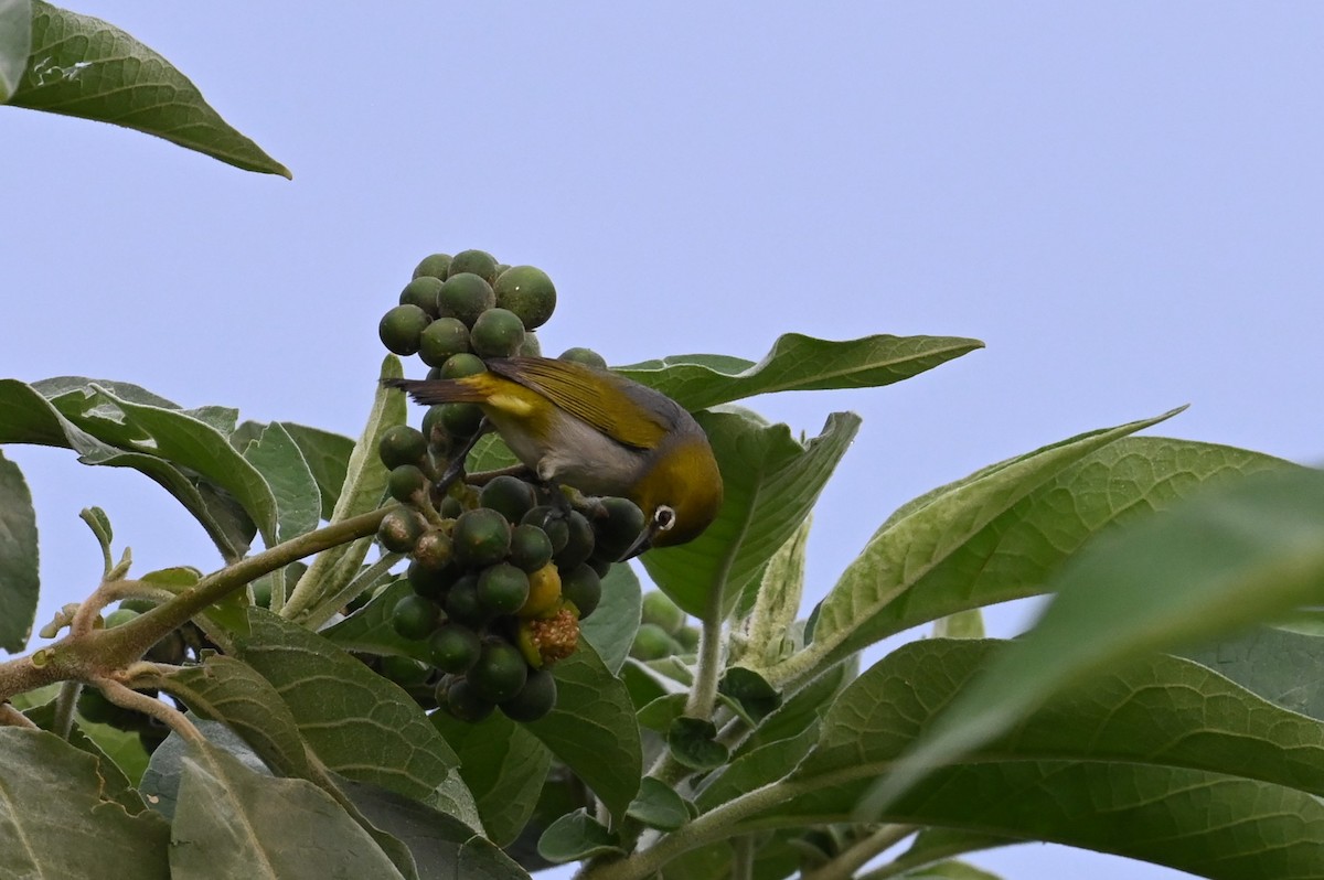 Silvereye - ML644396634