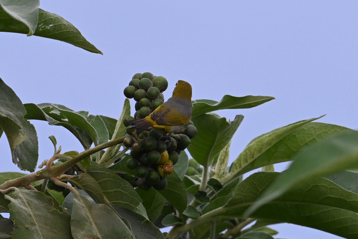 Silvereye - ML644396635