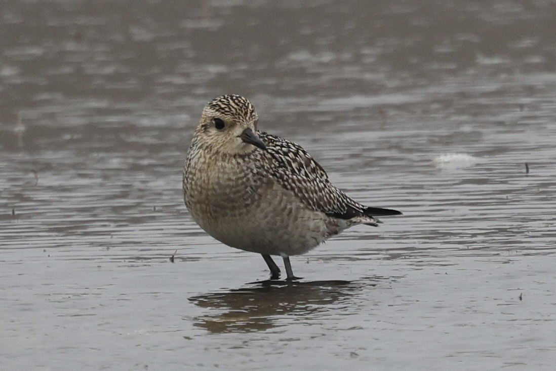 Küçük Altın Yağmurcun - ML644396639