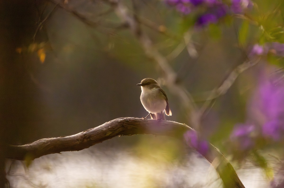 White-breasted Robin - ML644396641