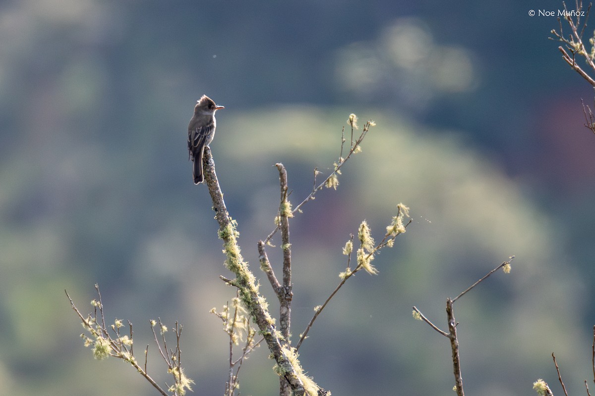 Moucherolle de Coues - ML644396642