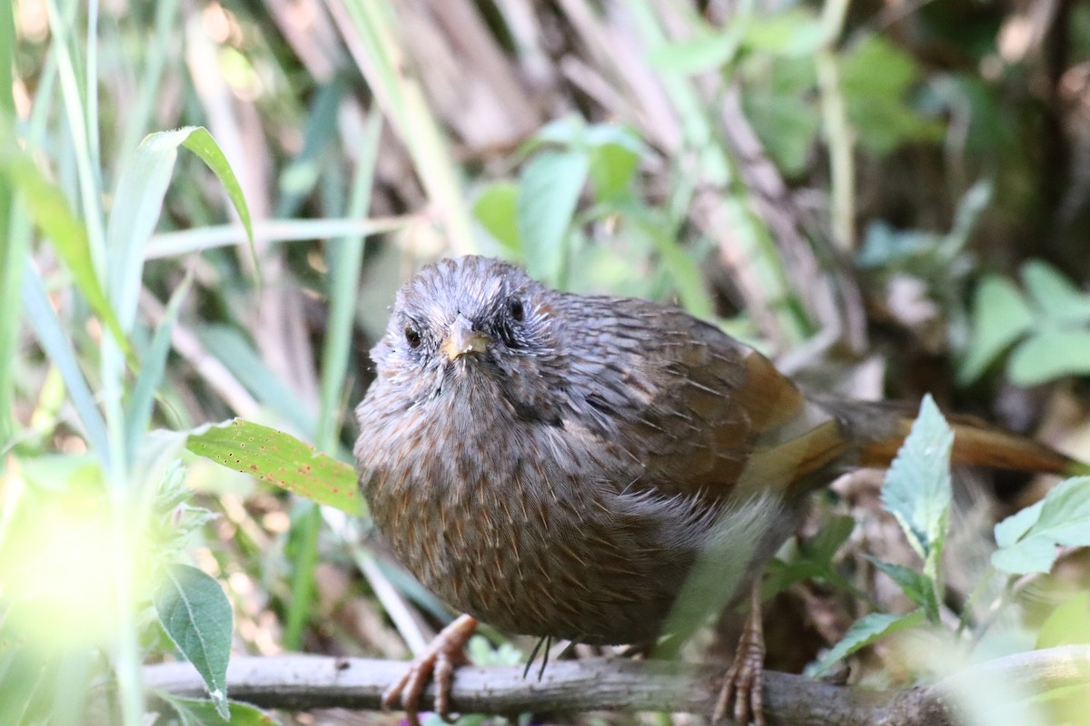 brunørelattertrost - ML644396643