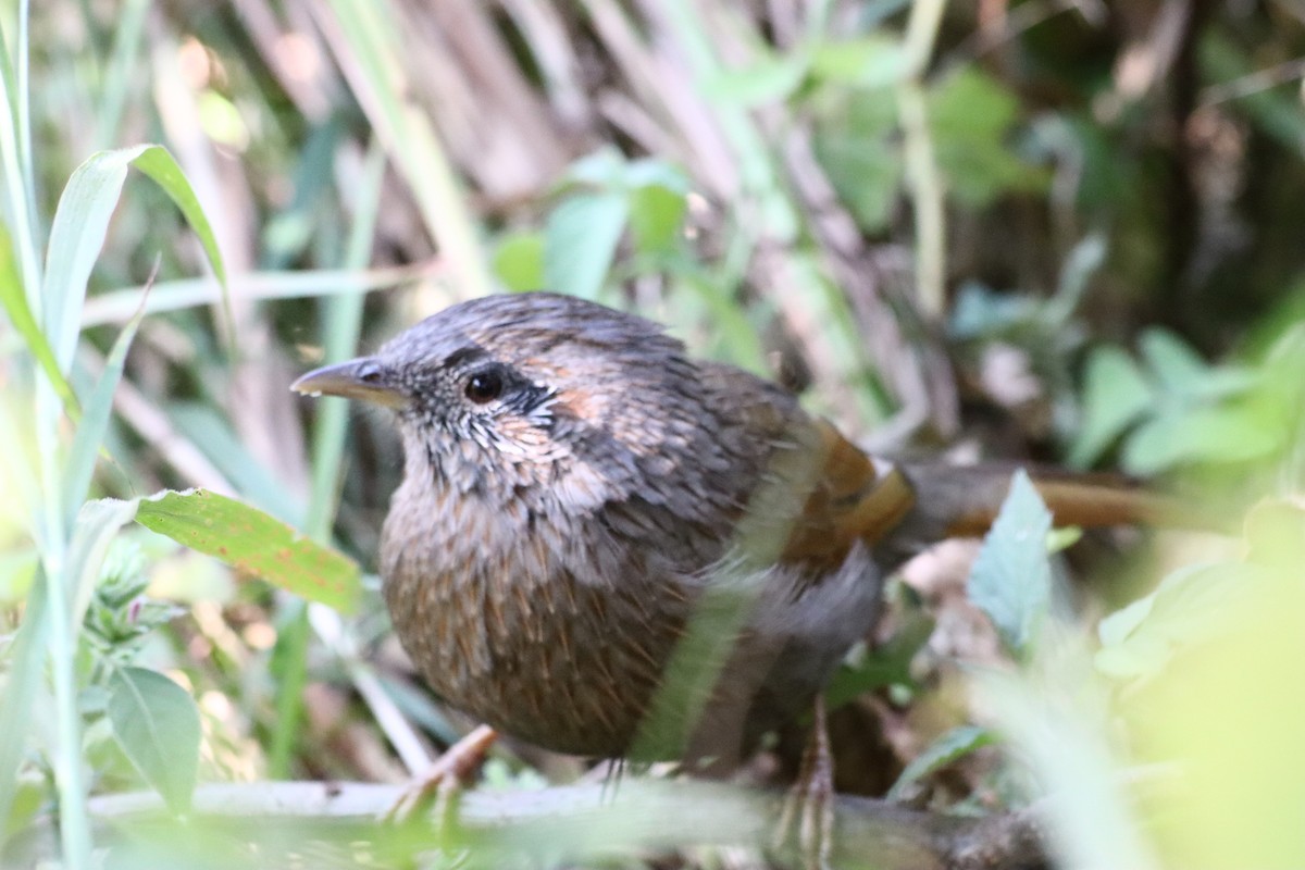 brunørelattertrost - ML644396644