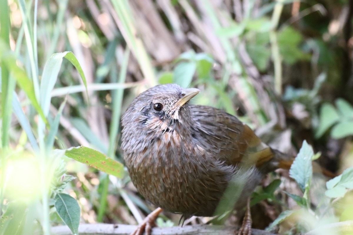 brunørelattertrost - ML644396645