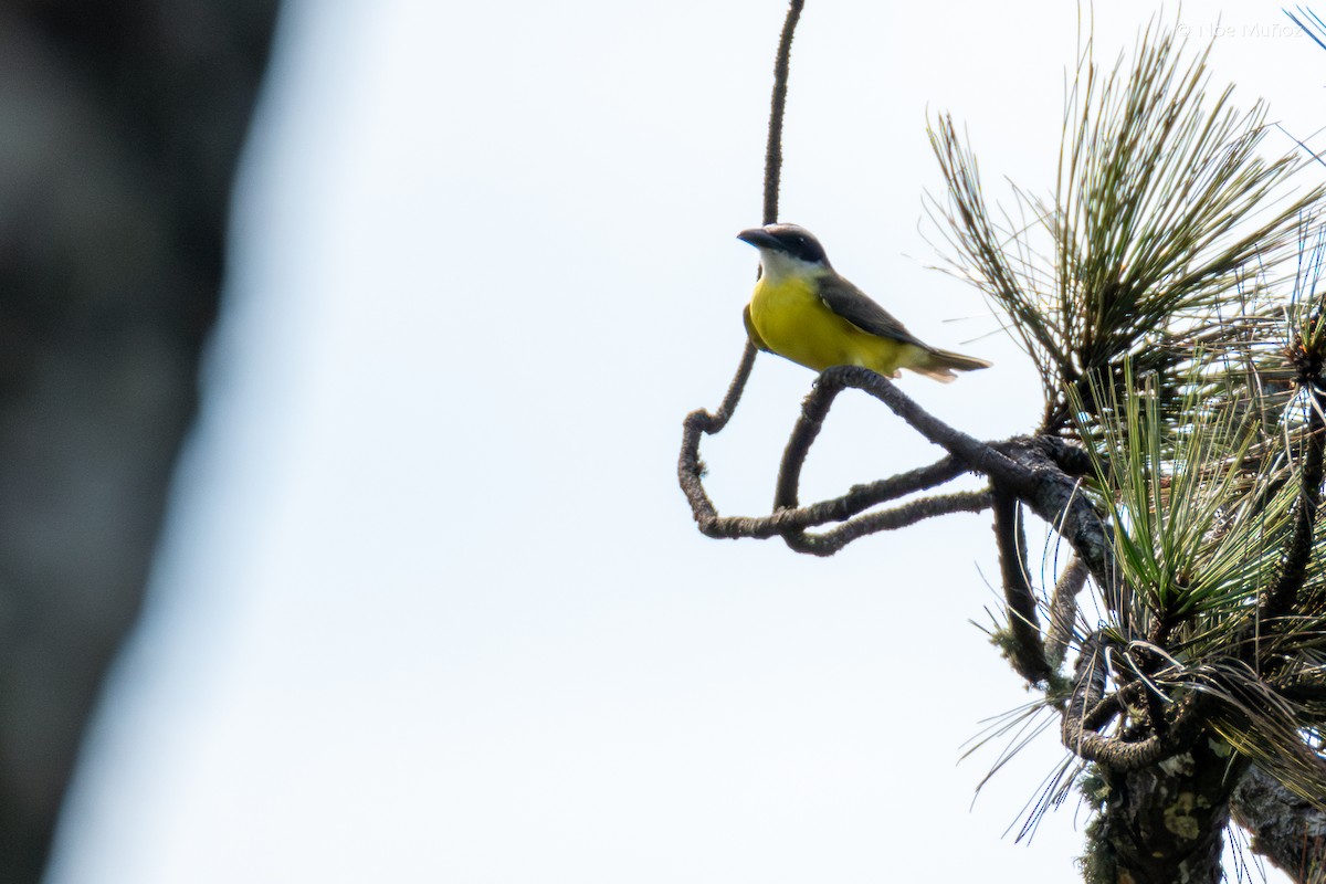 Пітанга-великодзьоб - ML644396647