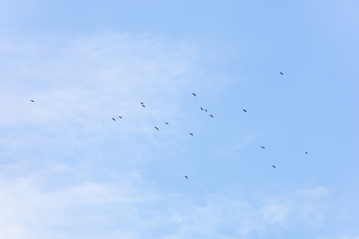 Black Baza - ML644396648