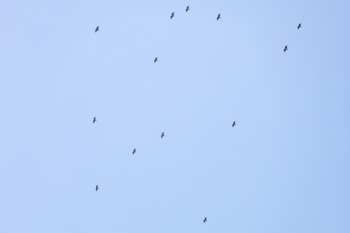 Black Baza - ML644396649