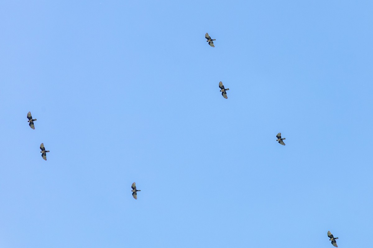 Black Baza - ML644396650