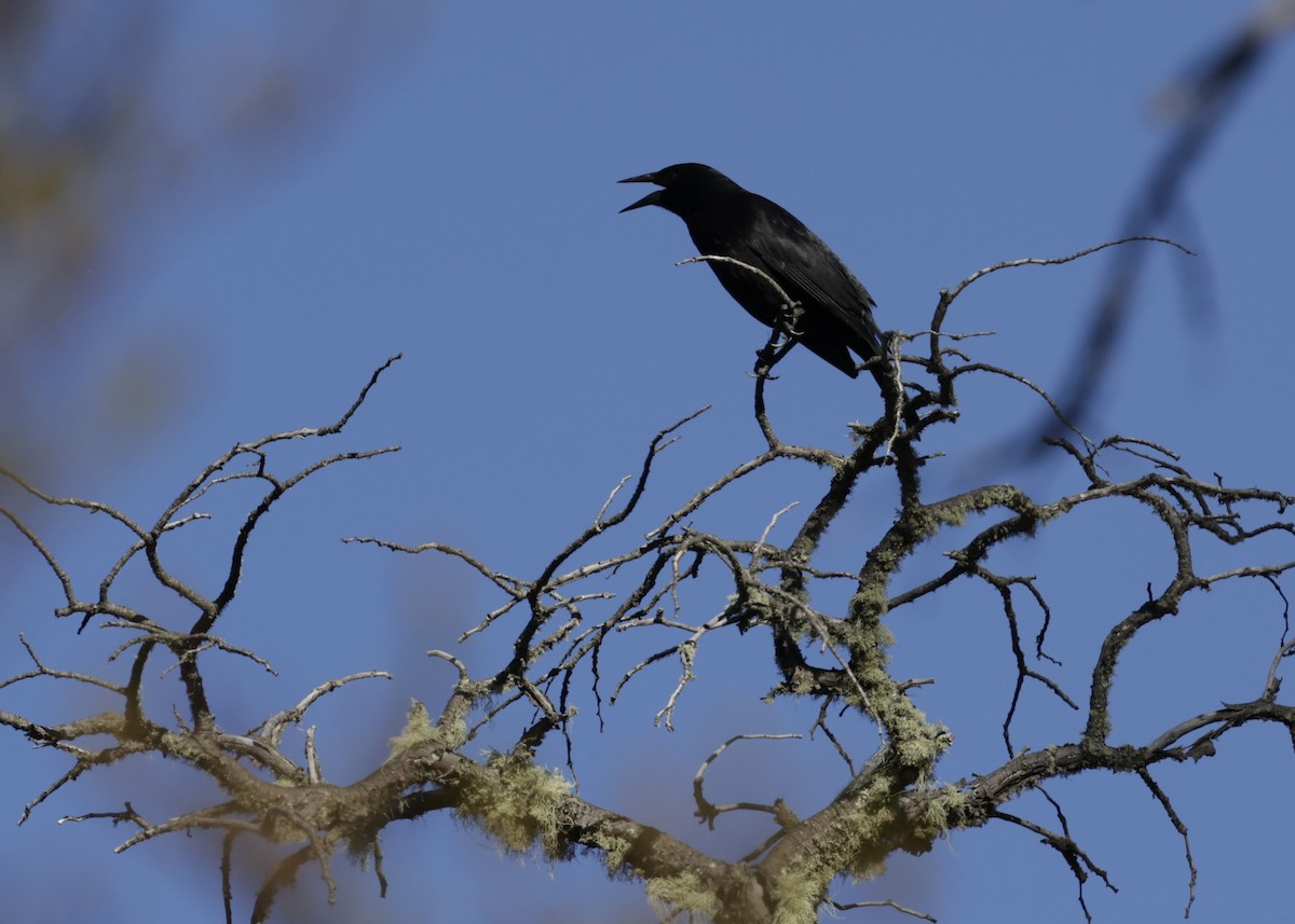 Austral Blackbird - ML644396651