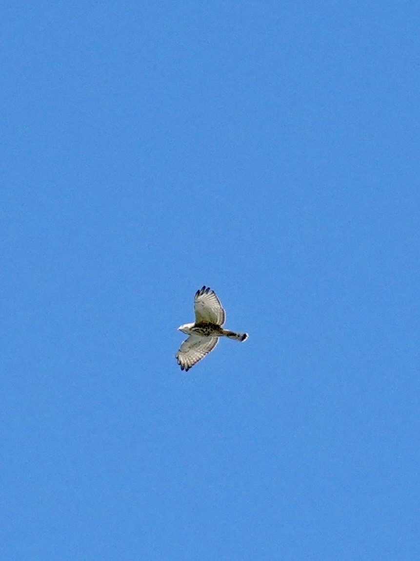 Broad-winged Hawk - ML644396652