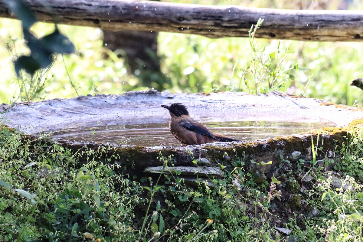 Rufous Sibia - ML644396654