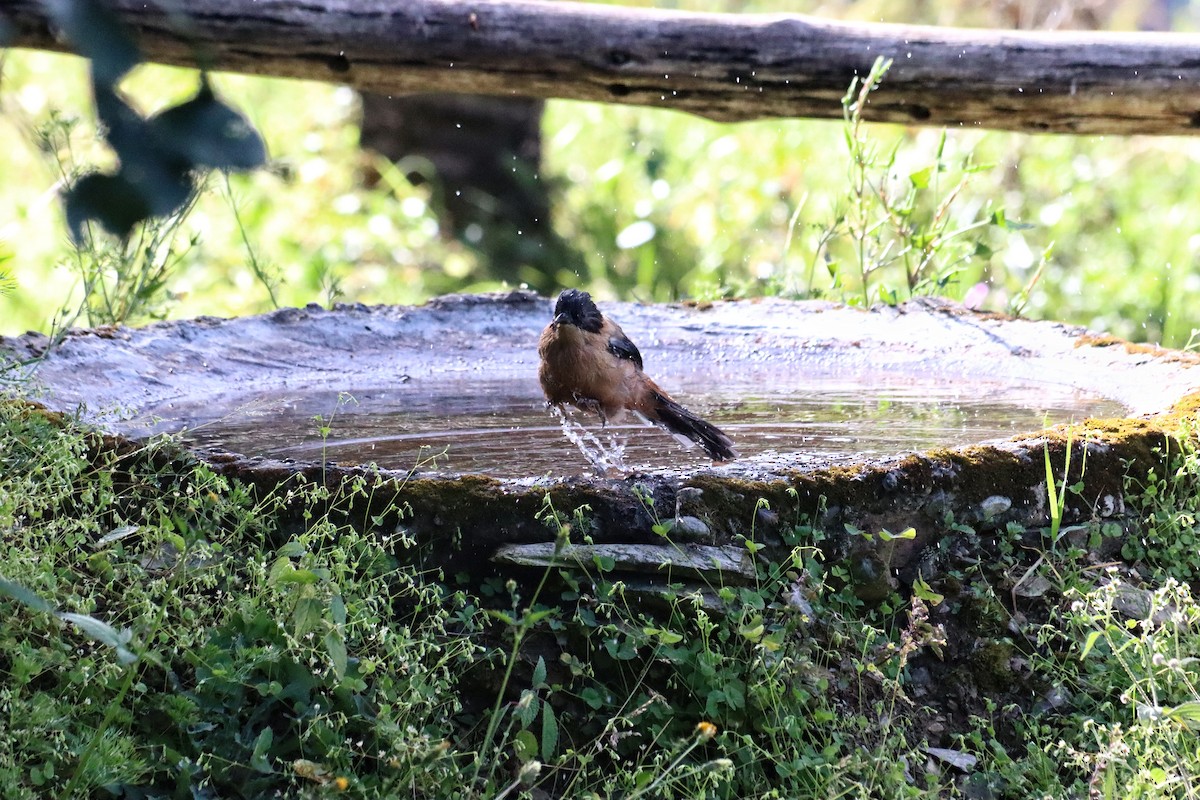 Rufous Sibia - ML644396655