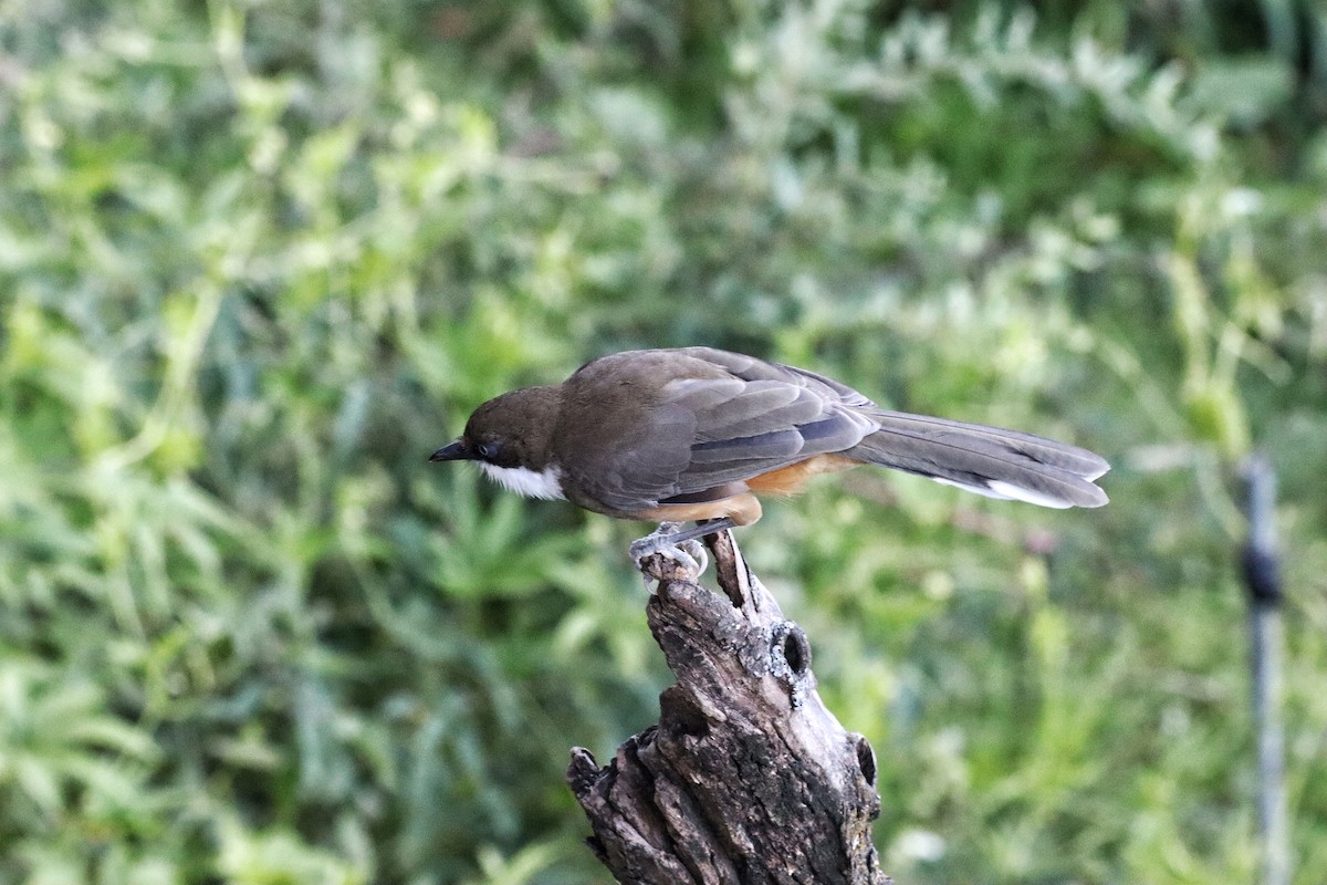 White-throated Laughingthrush - ML644396660