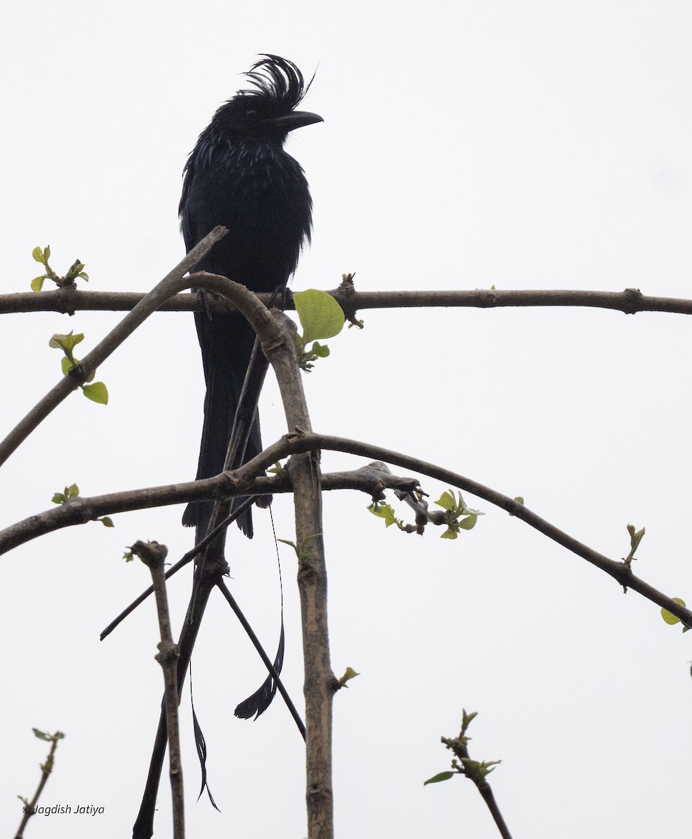 Flaggendrongo - ML644396667