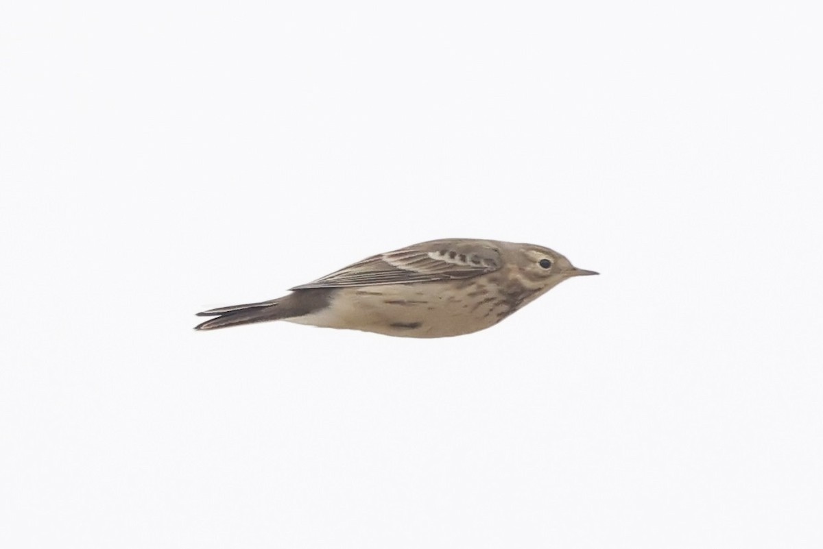 American Pipit - ML644396672