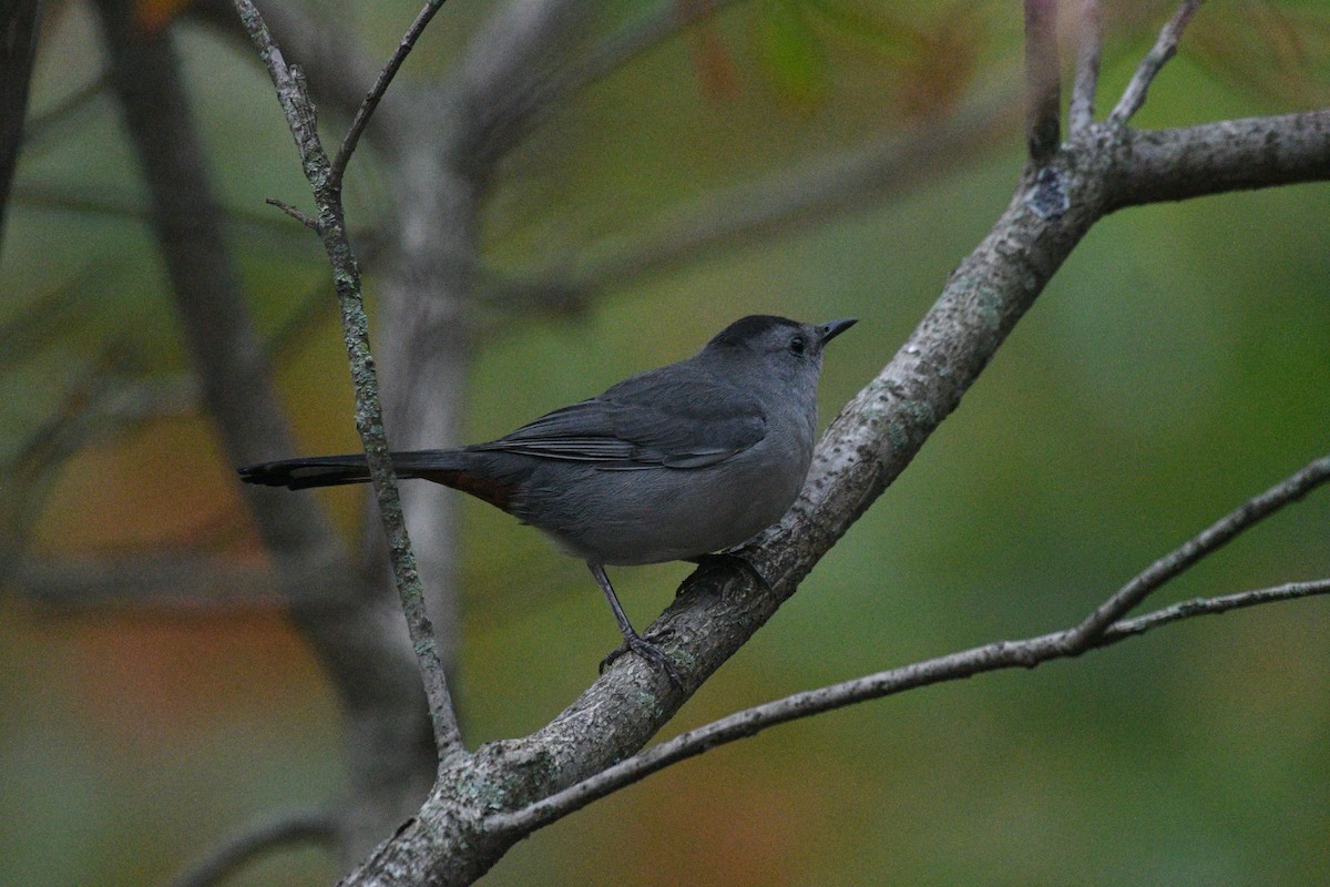 Moqueur chat - ML644396686