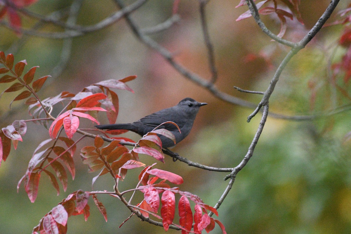 Moqueur chat - ML644396687