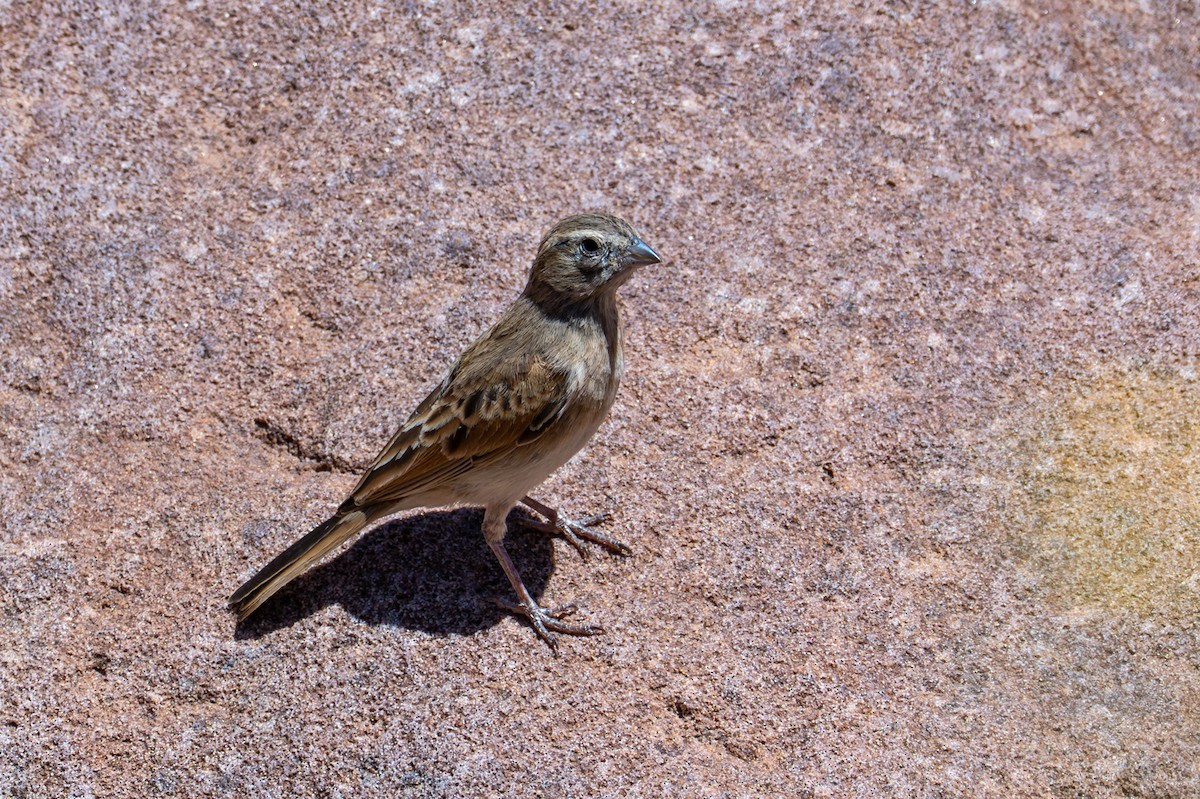 Lark-like Bunting - ML644396689