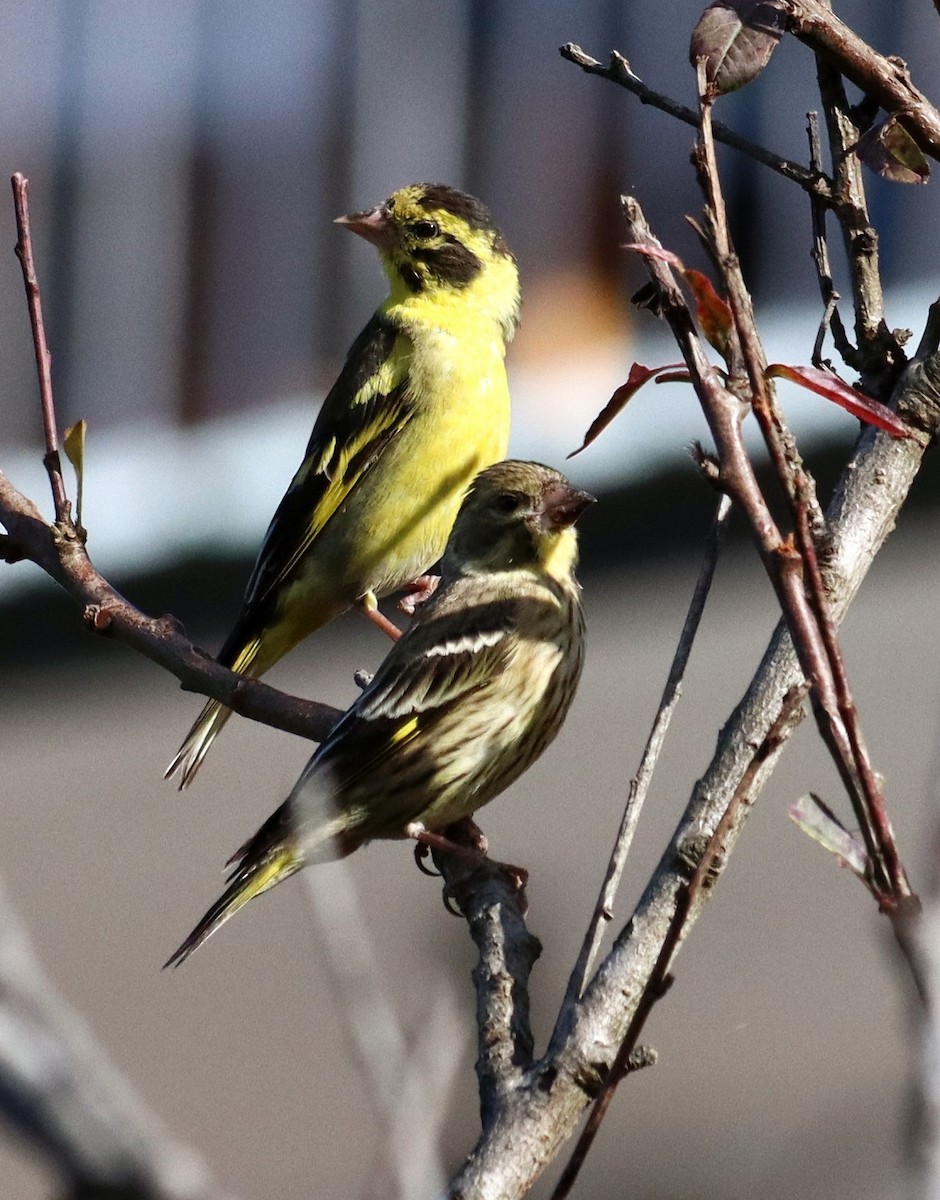 Yellow-breasted Greenfinch - ML644396692