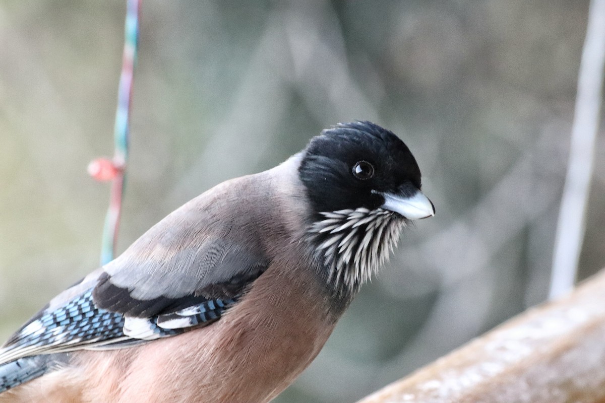 Black-headed Jay - ML644396712