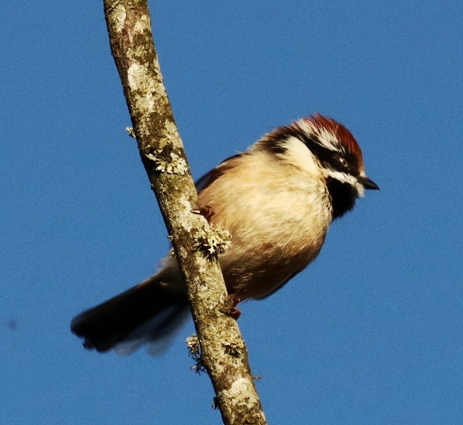 Black-throated Tit - ML644396723