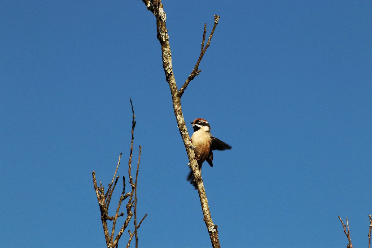 Black-throated Tit - ML644396724