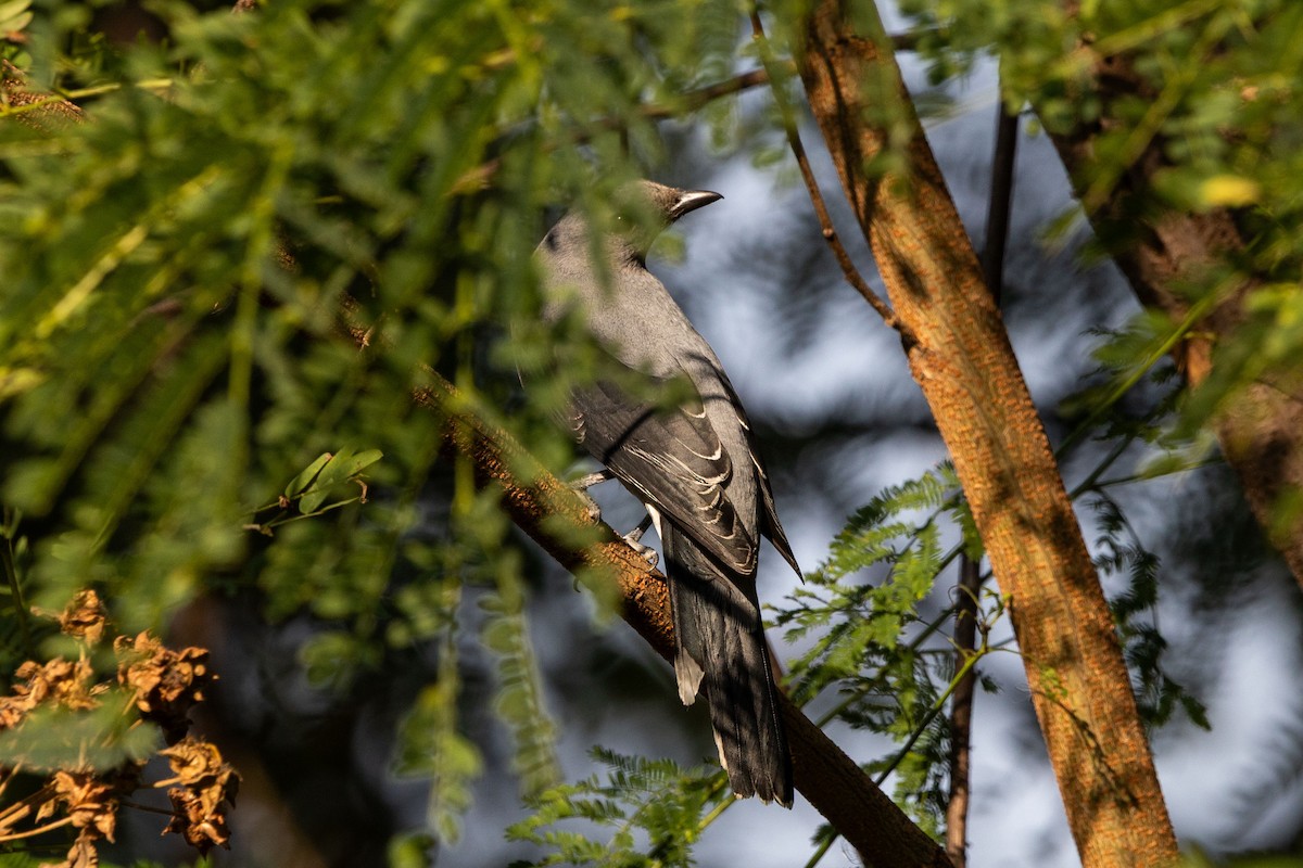 Kara Kanatlı Tırtılyiyen - ML644396729