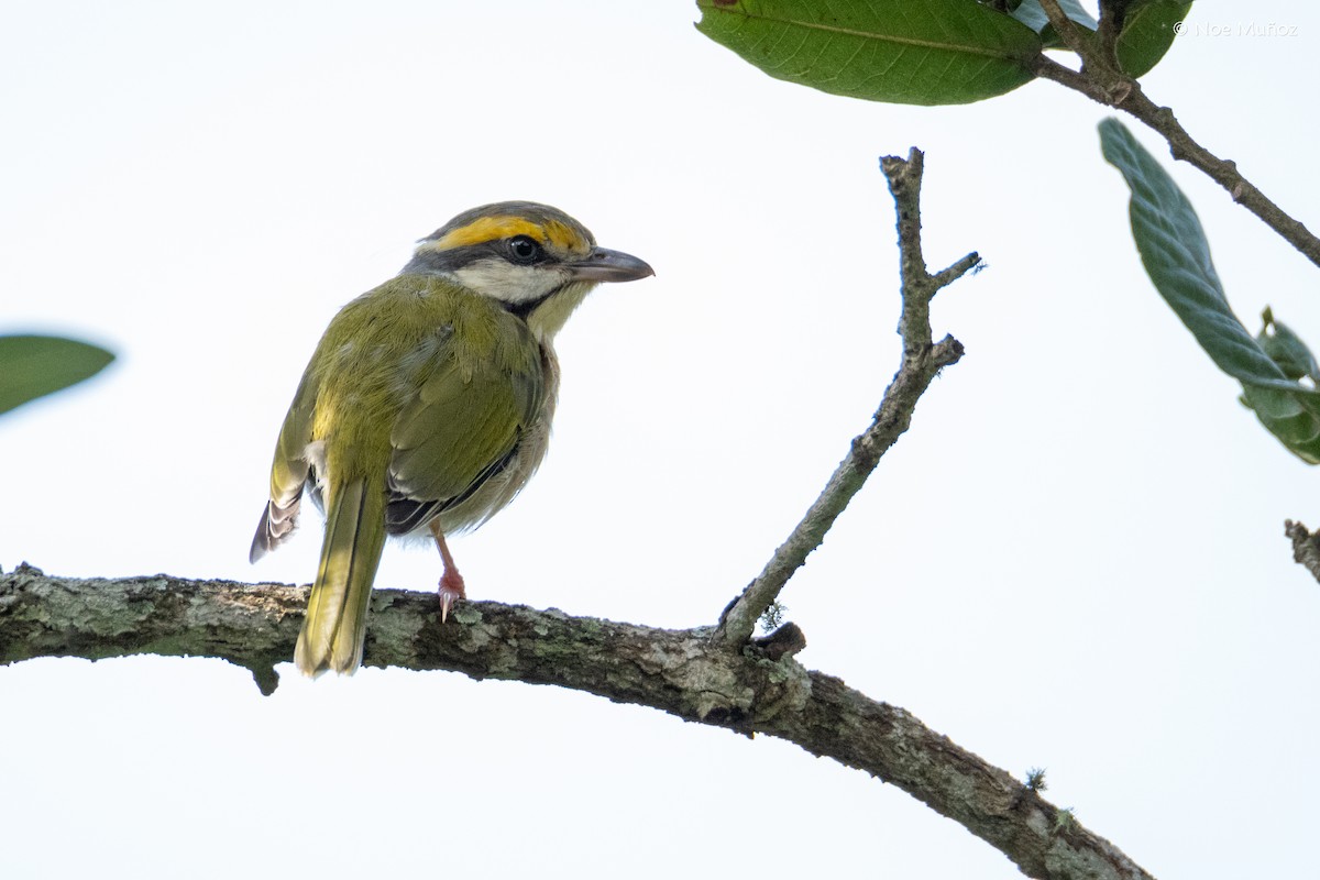 Chestnut-sided Shrike-Vireo - ML644396730