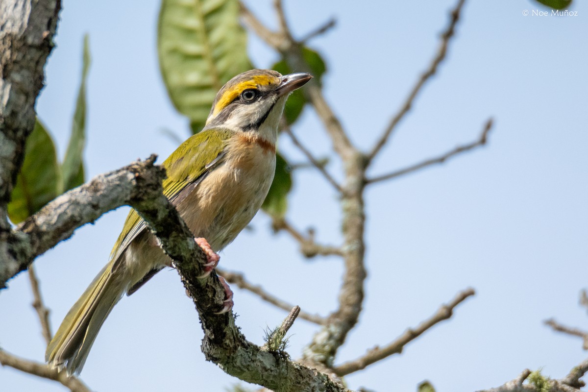 Chestnut-sided Shrike-Vireo - ML644396731