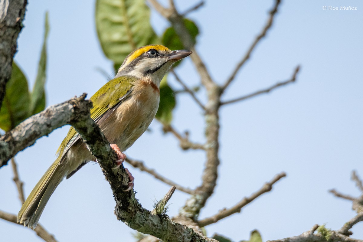 Chestnut-sided Shrike-Vireo - ML644396732