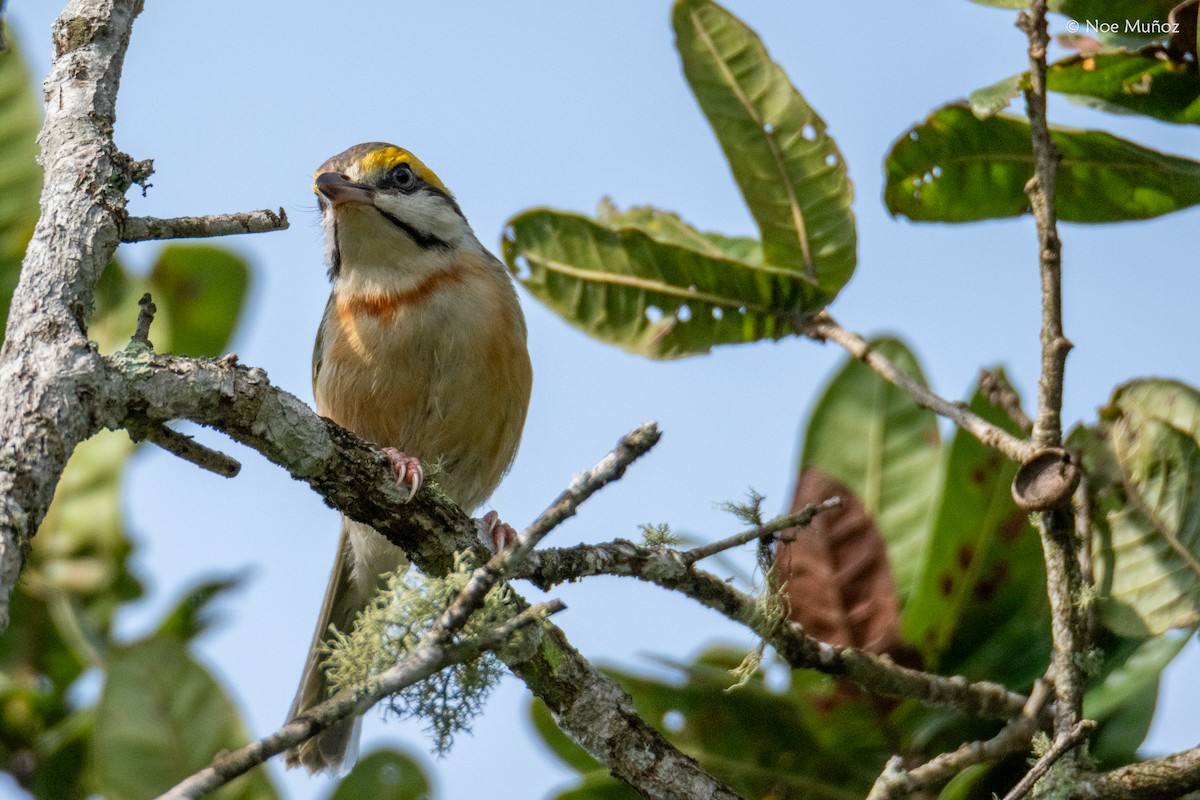 Chestnut-sided Shrike-Vireo - ML644396733