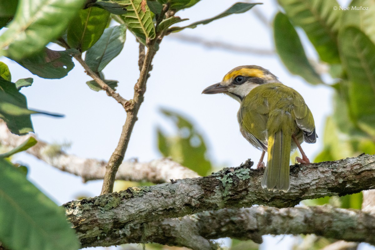 Chestnut-sided Shrike-Vireo - ML644396734