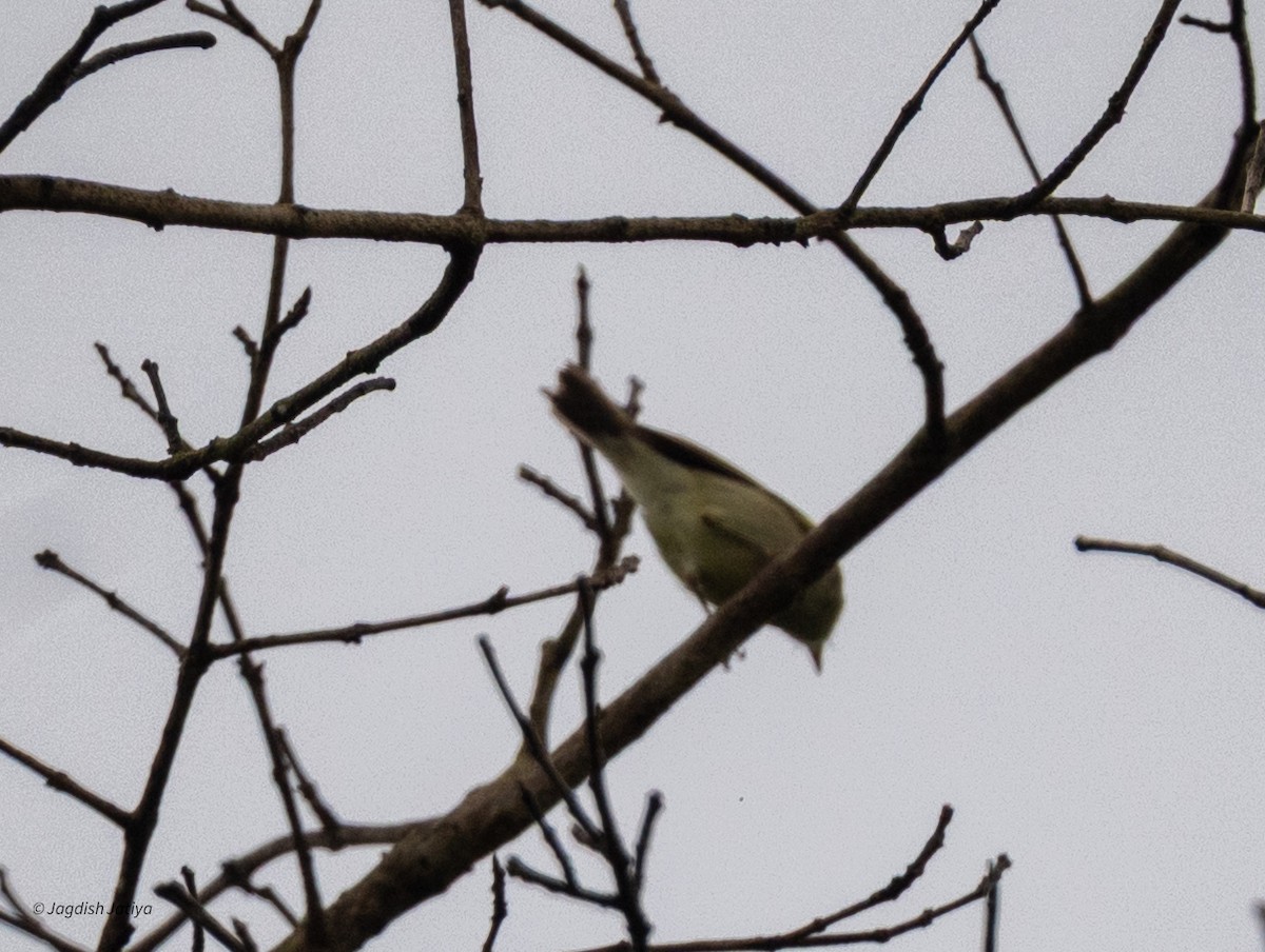 Greenish Warbler - ML644396737