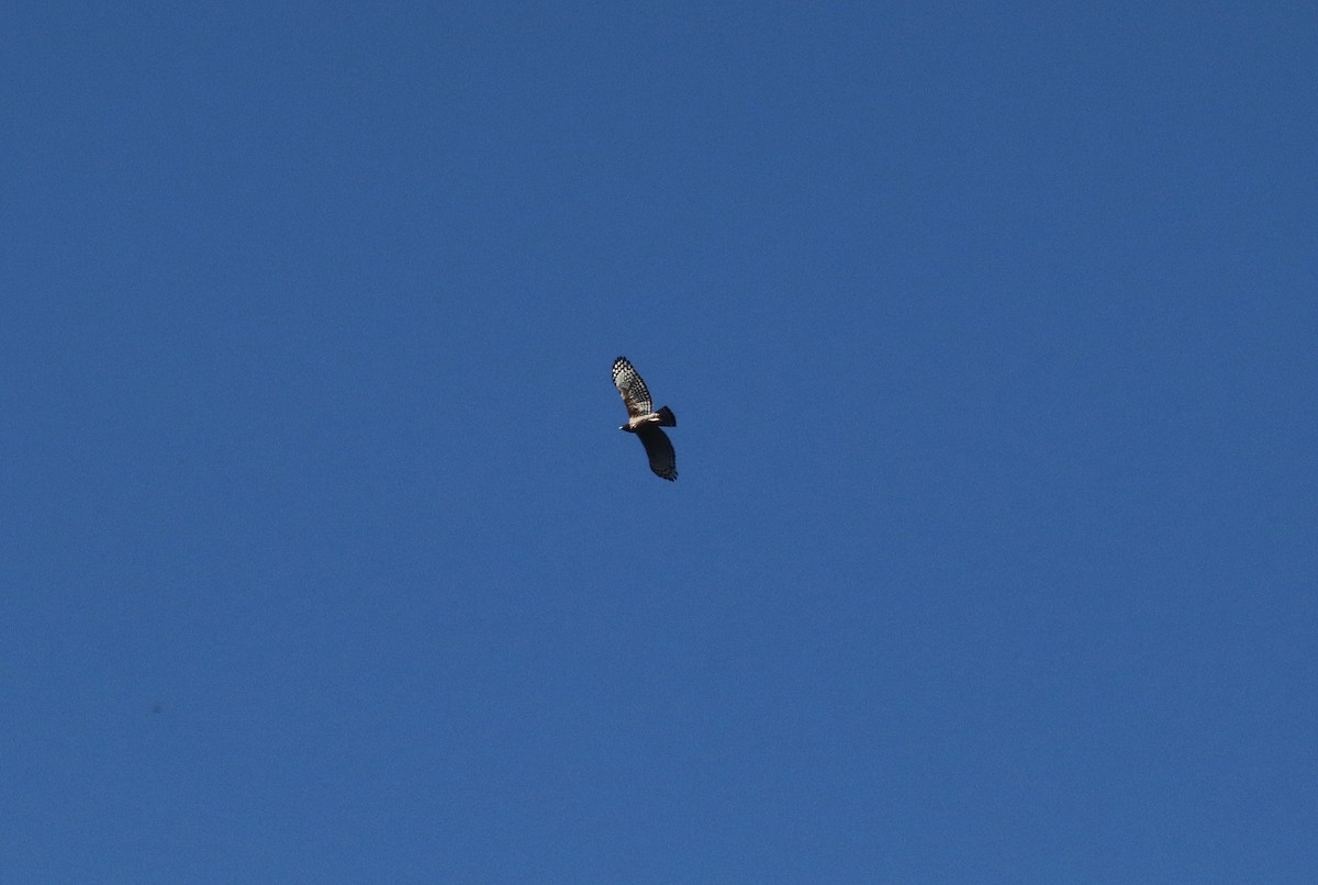 Mountain Hawk-Eagle - ML644396740