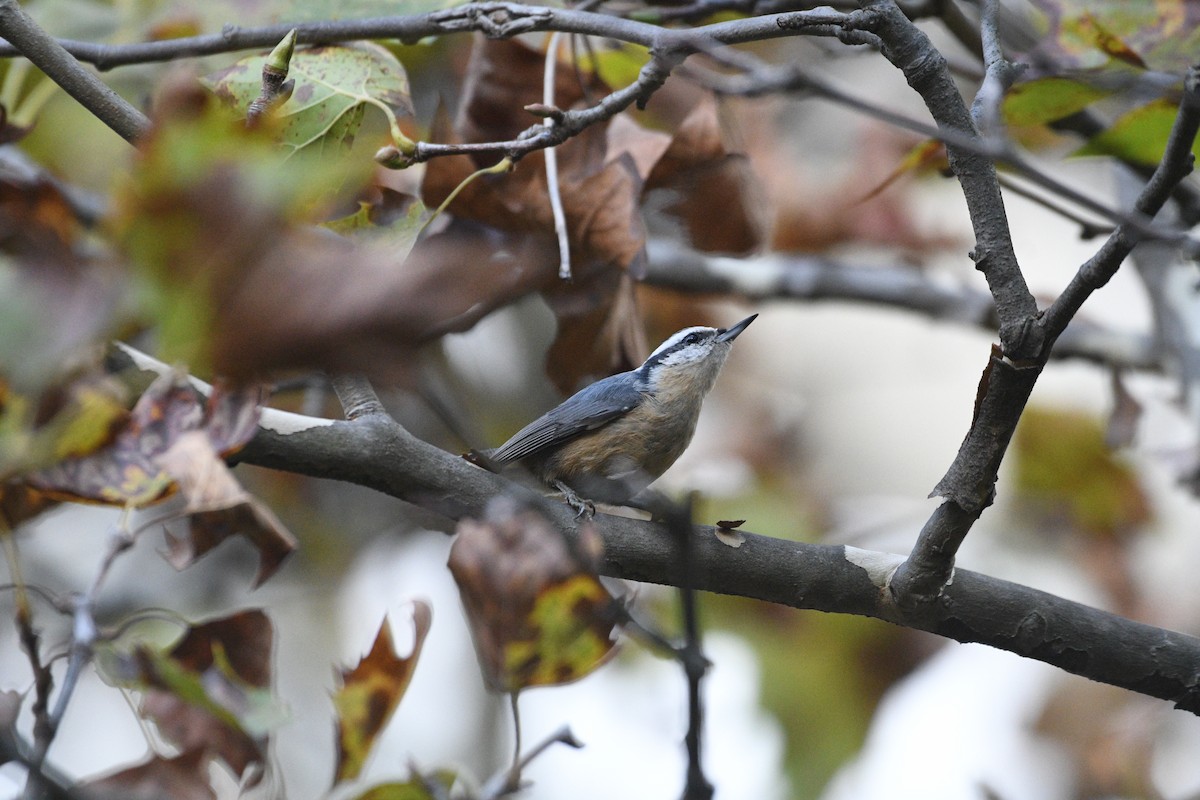 Red-breasted Nuthatch - ML644396741