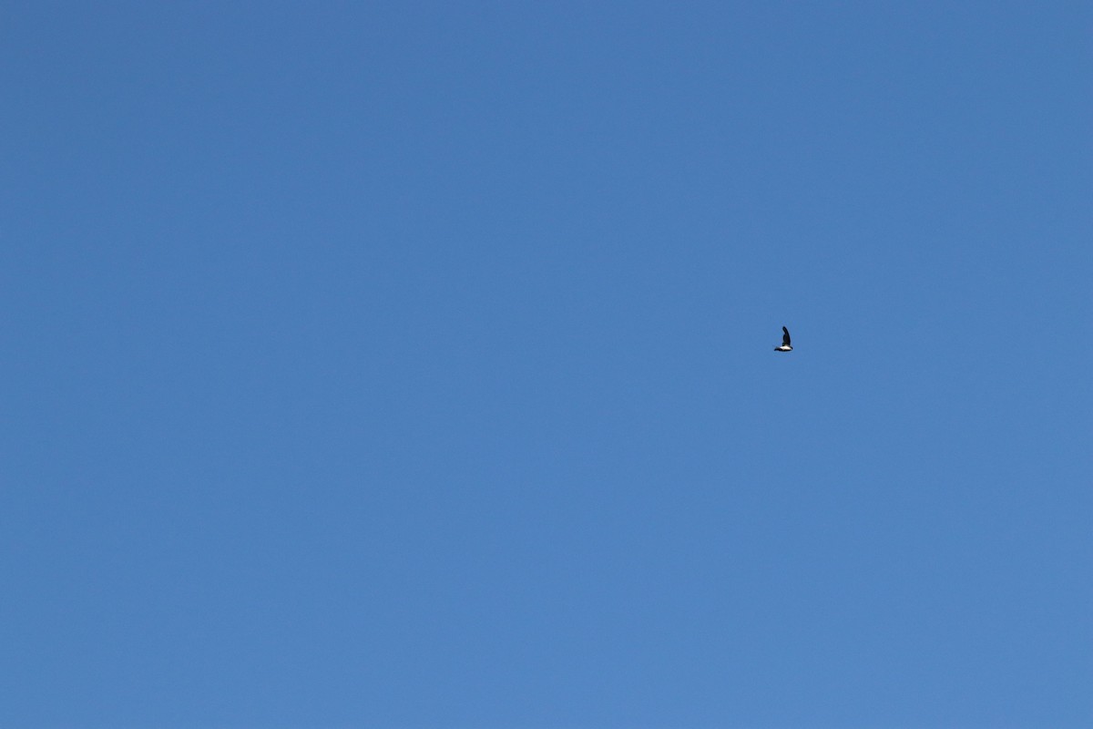 Nepal House-Martin - ML644396742