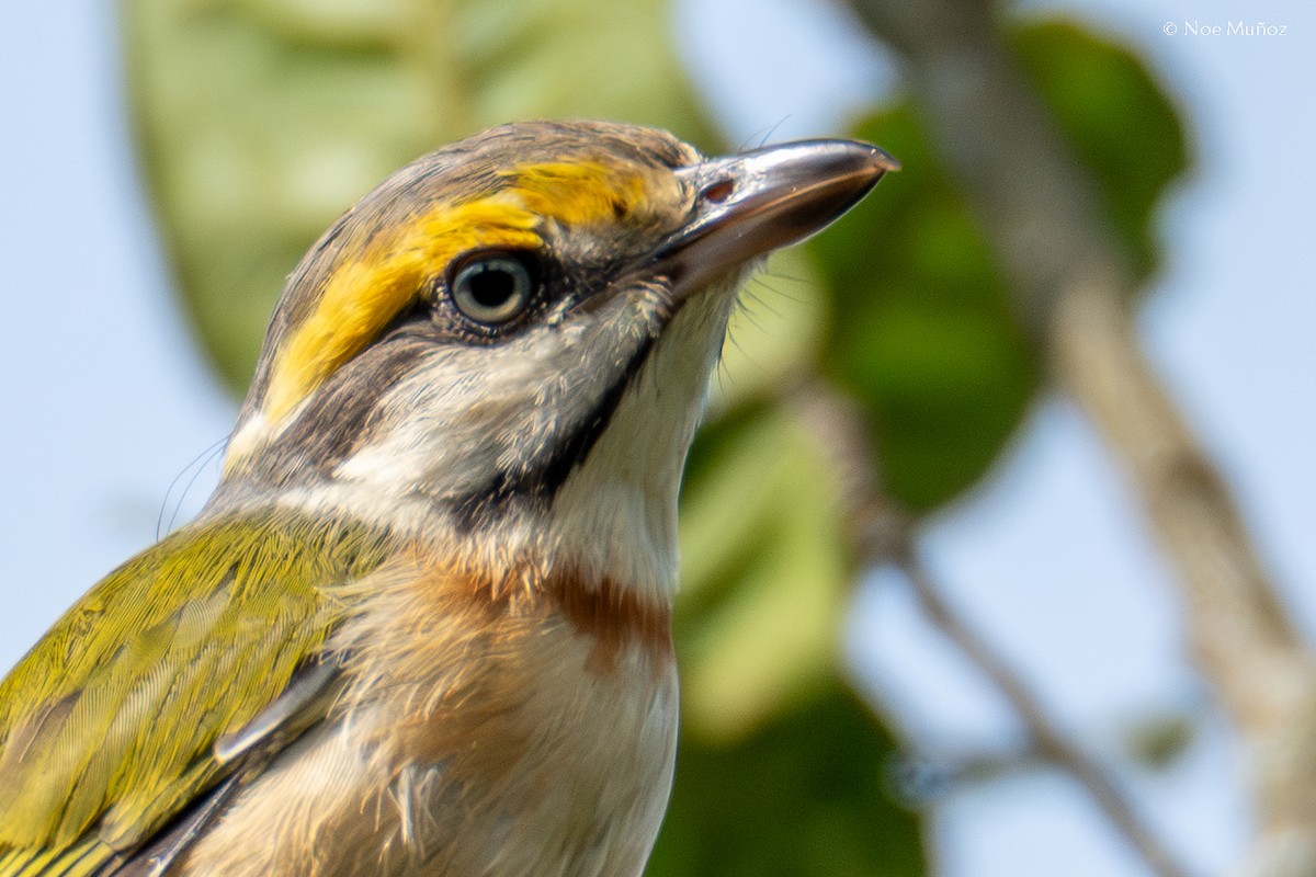Chestnut-sided Shrike-Vireo - ML644396746