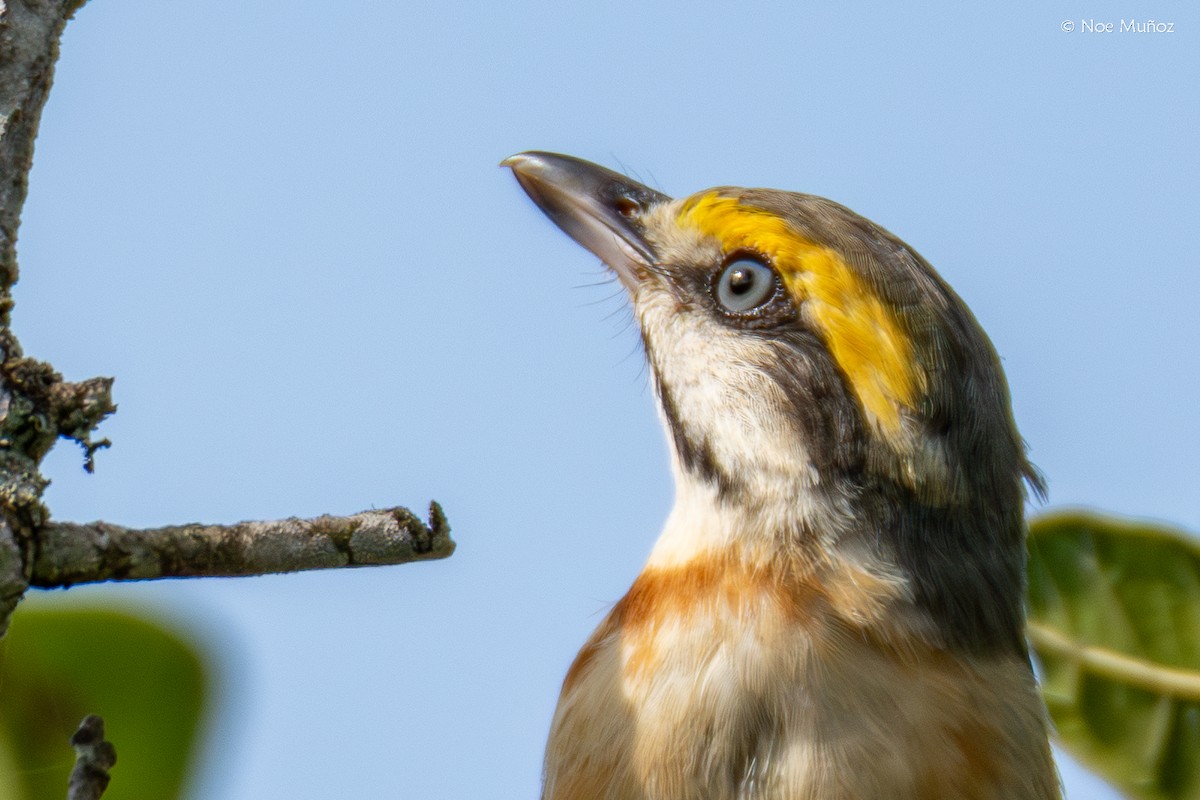 Chestnut-sided Shrike-Vireo - ML644396747