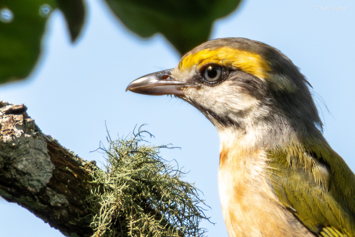Chestnut-sided Shrike-Vireo - ML644396748