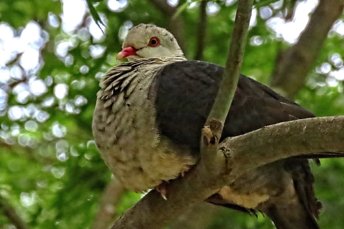 holub běloprsý - ML644396753