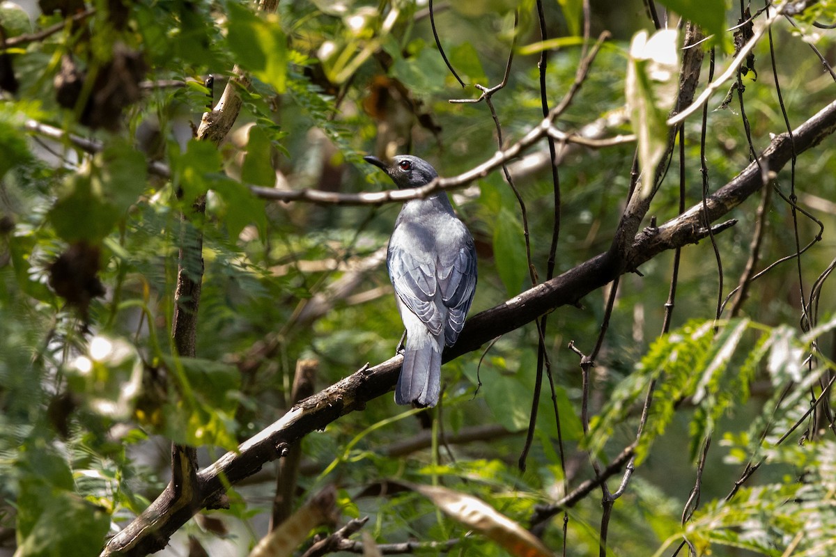 Kara Kanatlı Tırtılyiyen - ML644396767